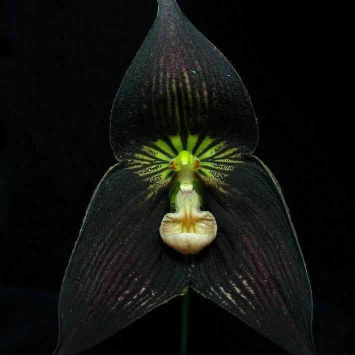 Monkey Face Orchid plant