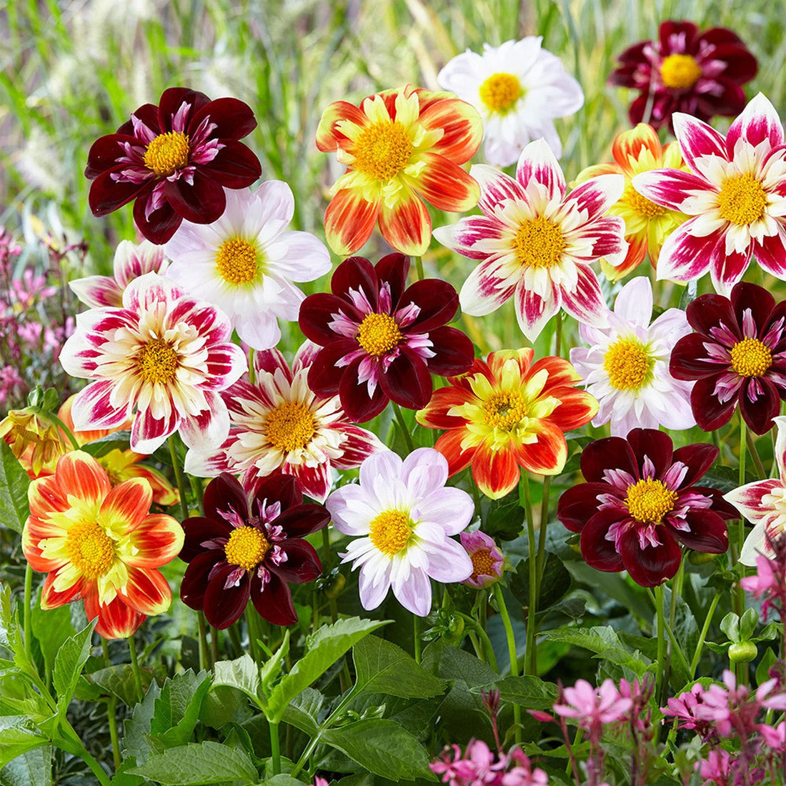 Dahlia Harlequin flower seeds
