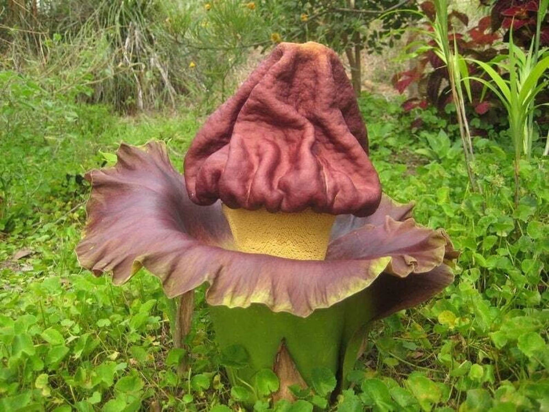 Elephant Foot flower seeds