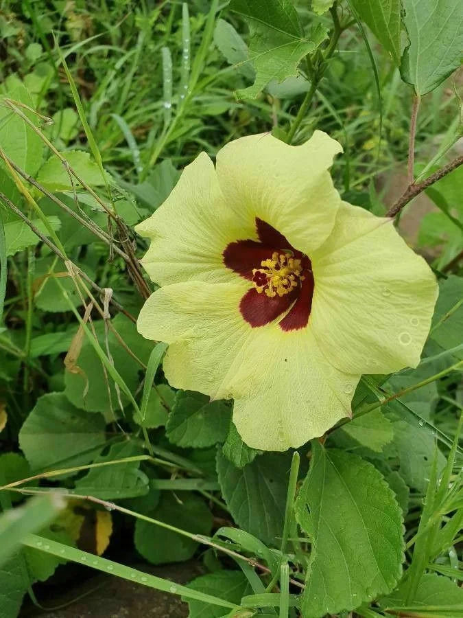 Hibiscus Vitifolius flower seeds
