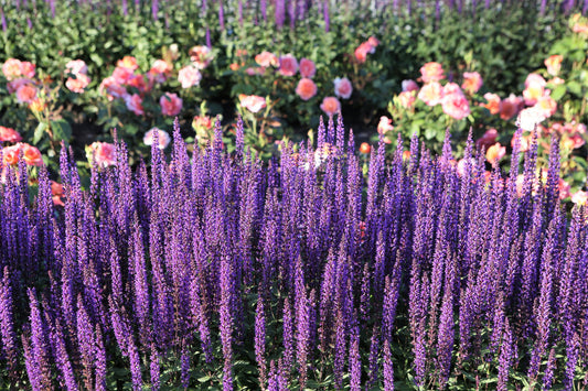 Munstead Lavender Flower Seeds for Planting – Heirloom Non-GMO Garden Seeds