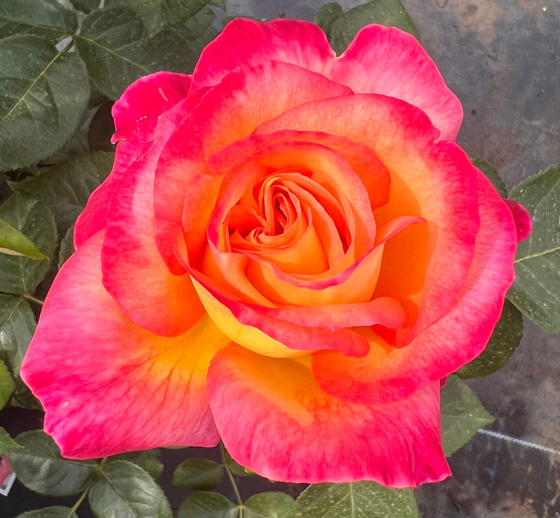 Pink Yellow flower seeds