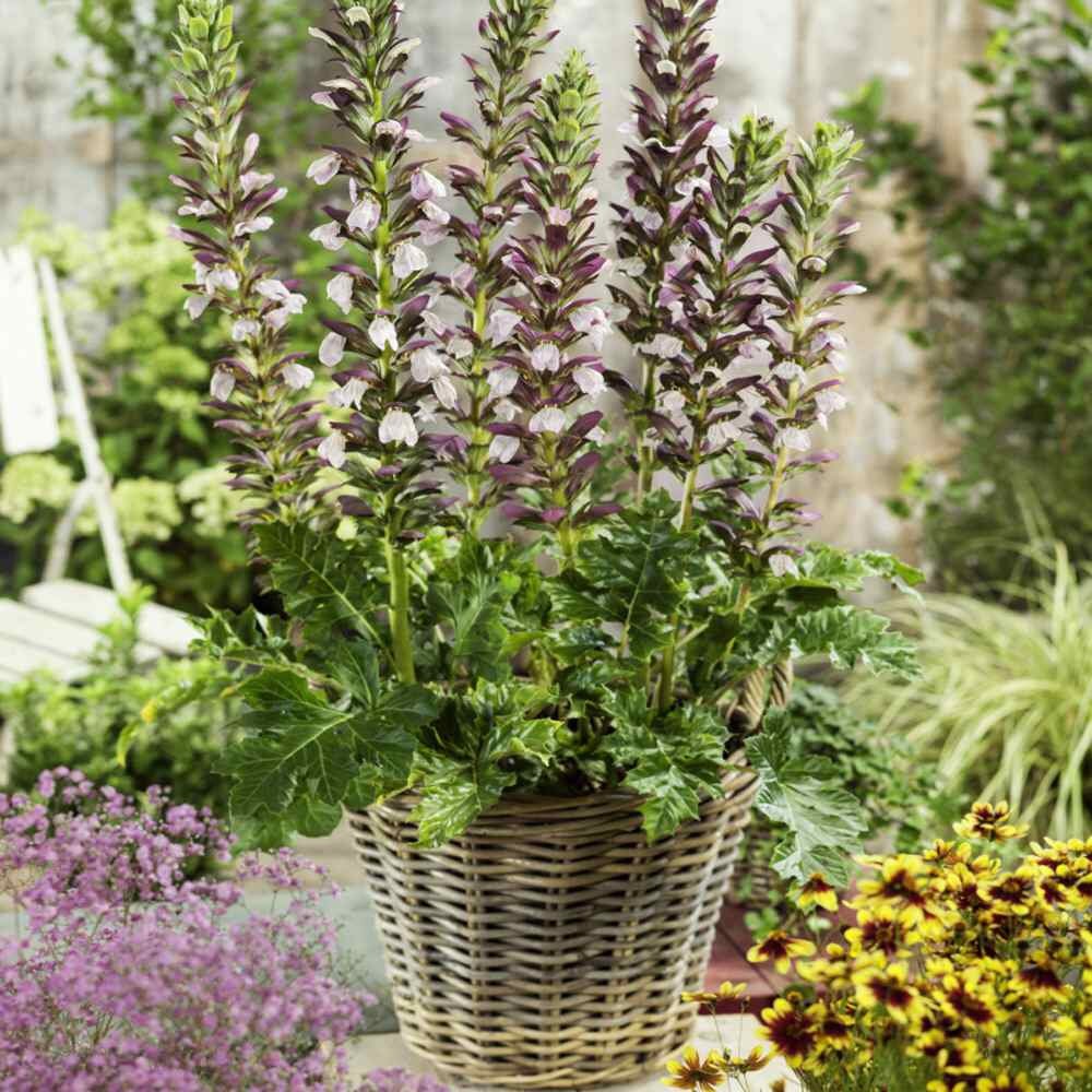 Acanthus Spinosus flower seeds