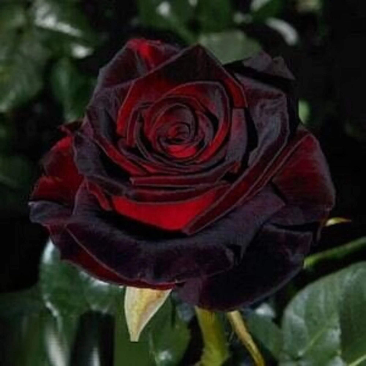 Red Climbing Rosa plant