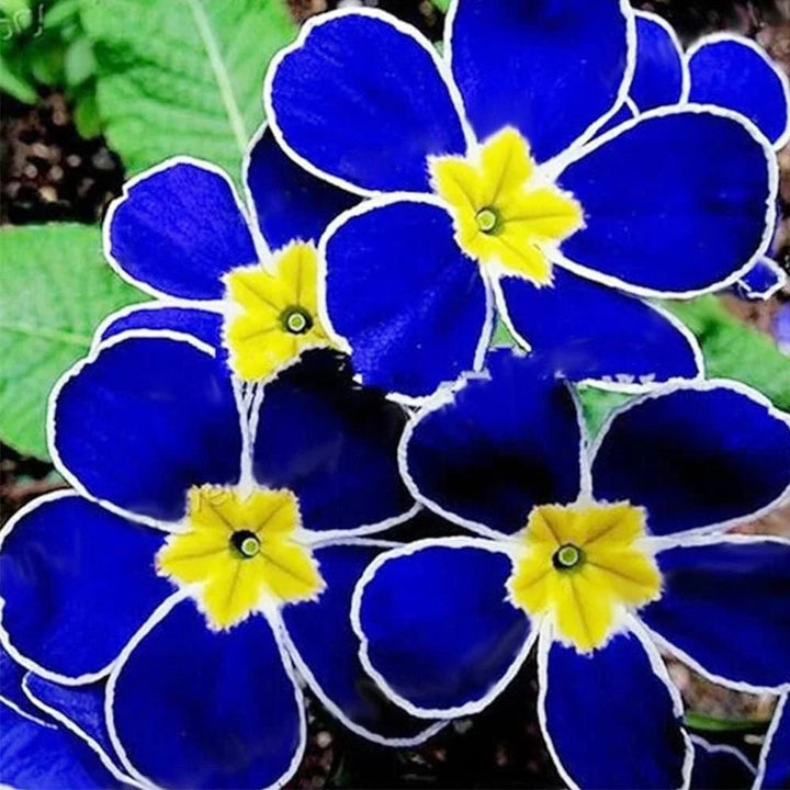 Blue Primrose flower seeds