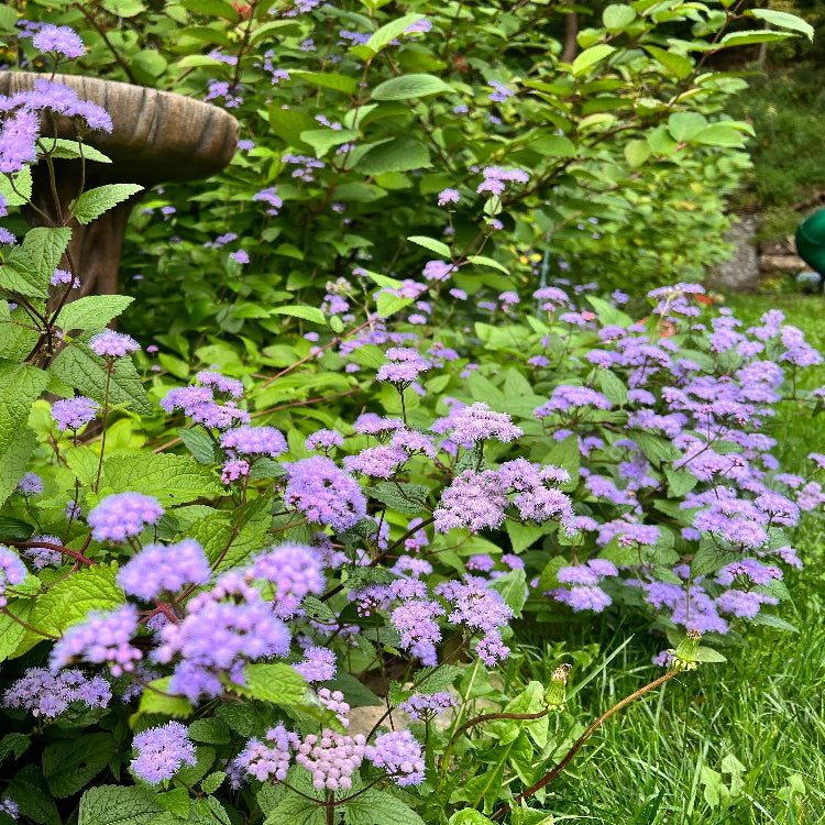 Mist Hardy Ageratum plant