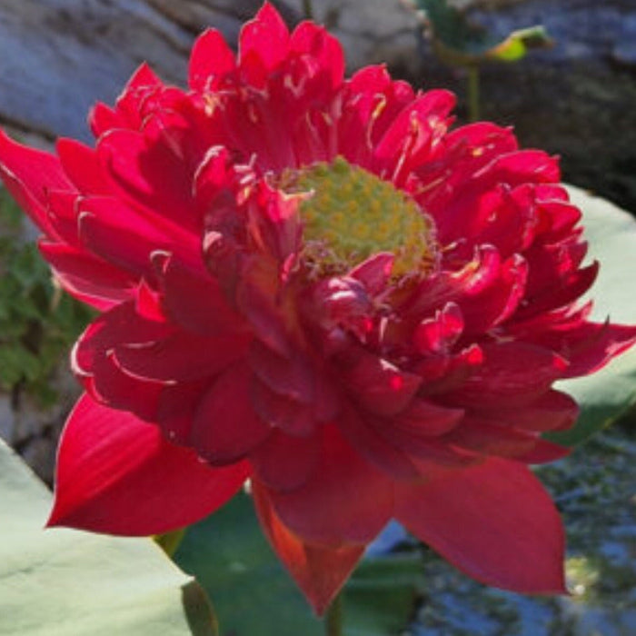 Royal Lotus plant