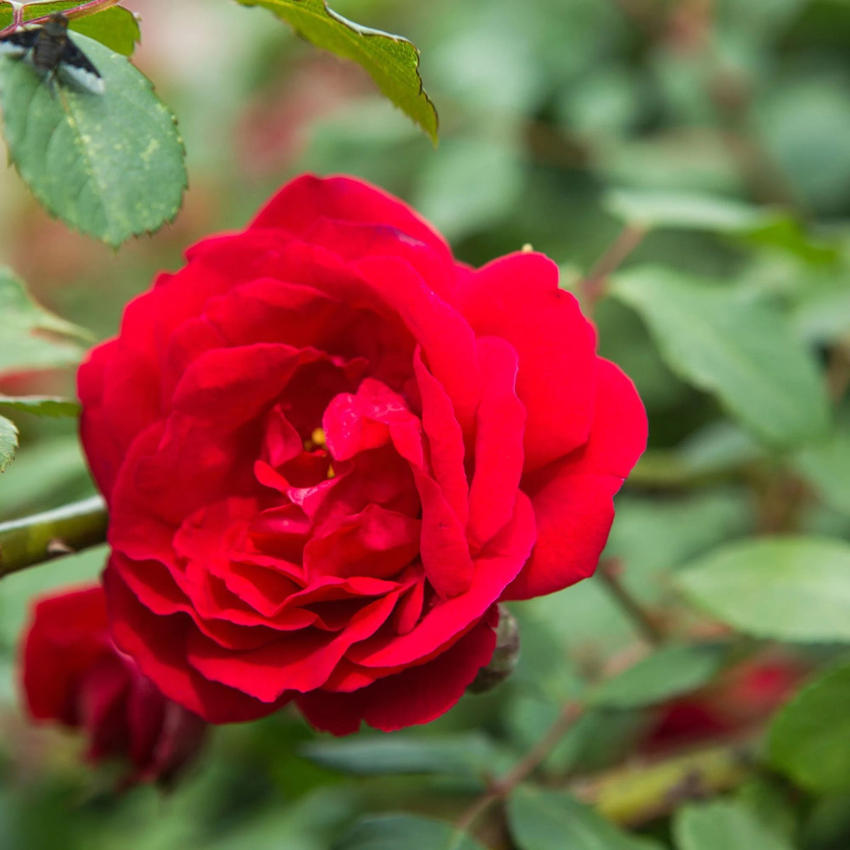 Fragrant Climbing Rose plant
