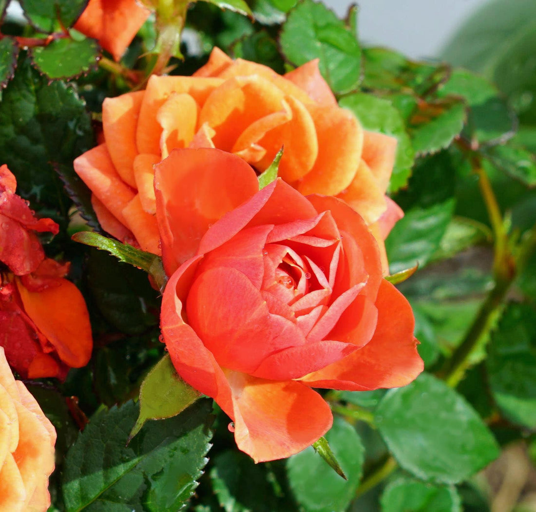 Orange Climbing flower seeds