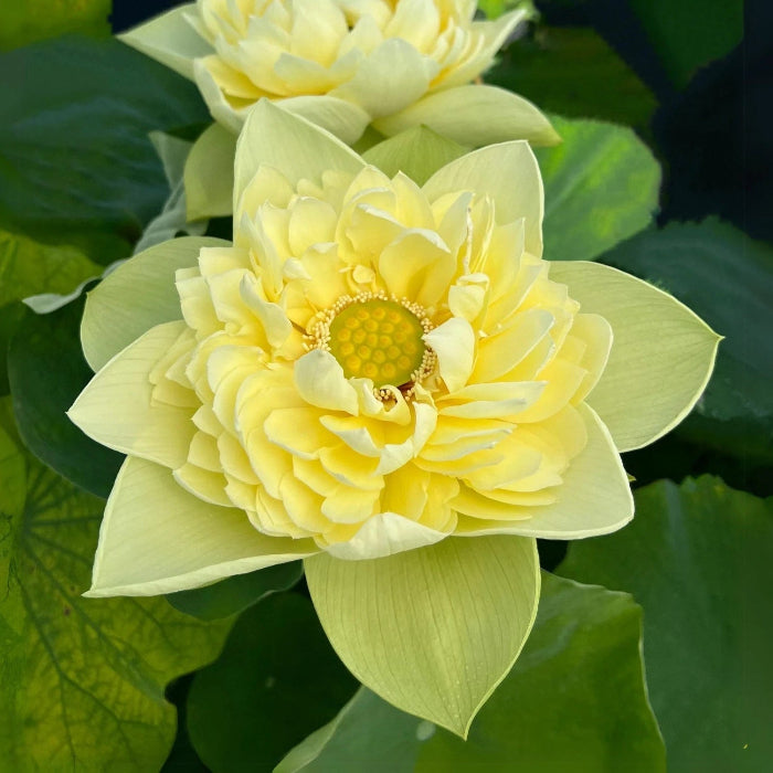 Exotic Collector’s Lotus plant