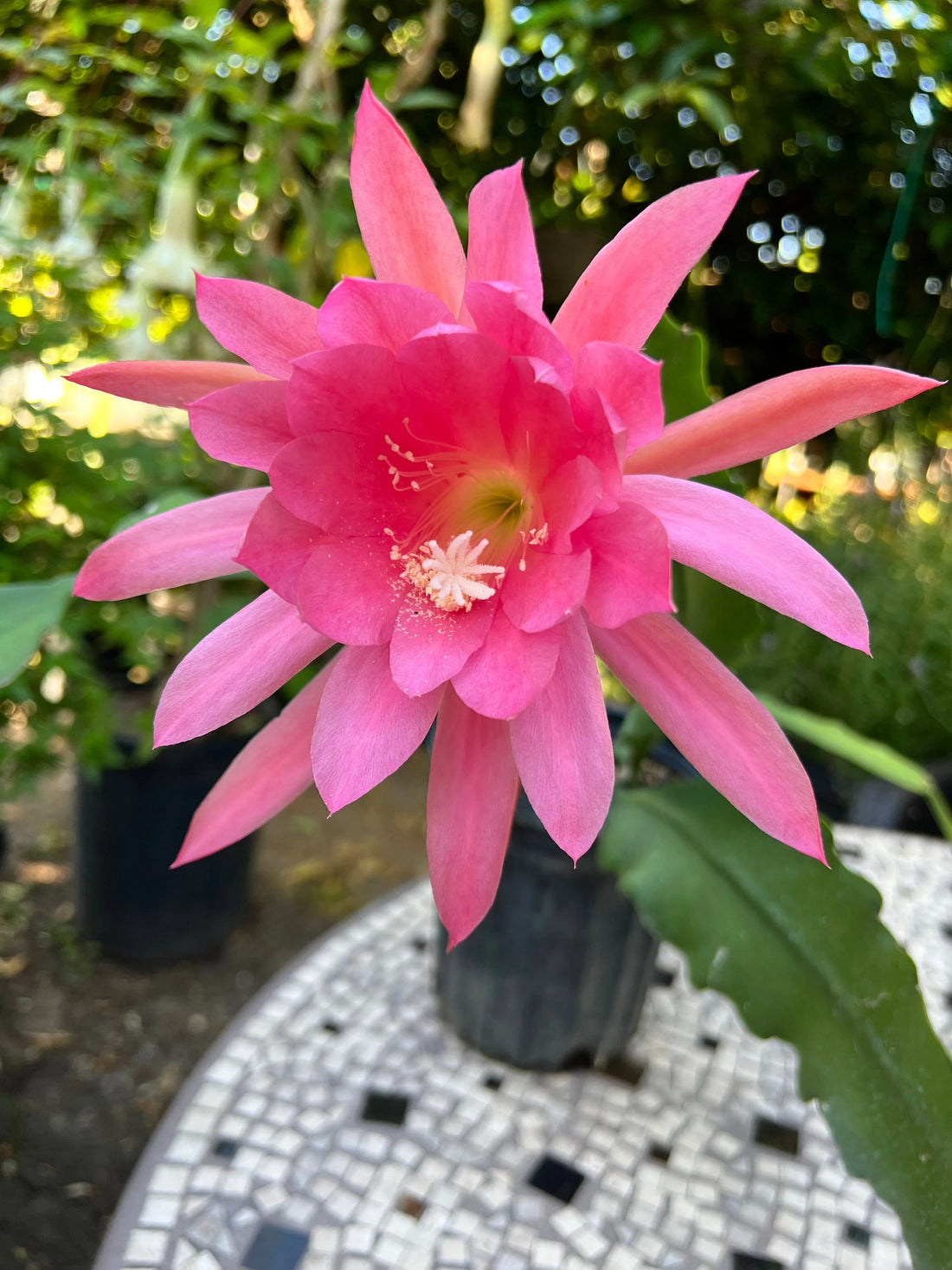 Pink Epiphyllum flower seeds