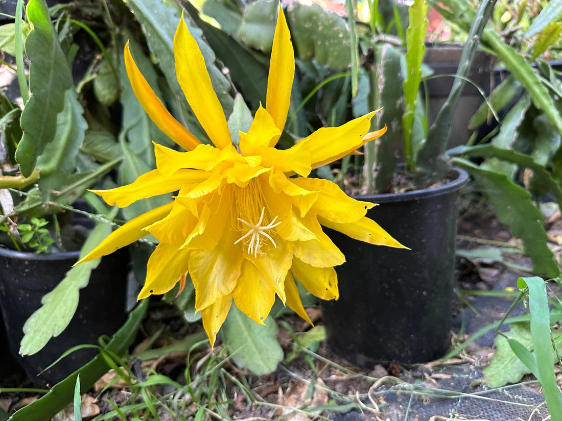 Yellow Epiphyllum flower seeds