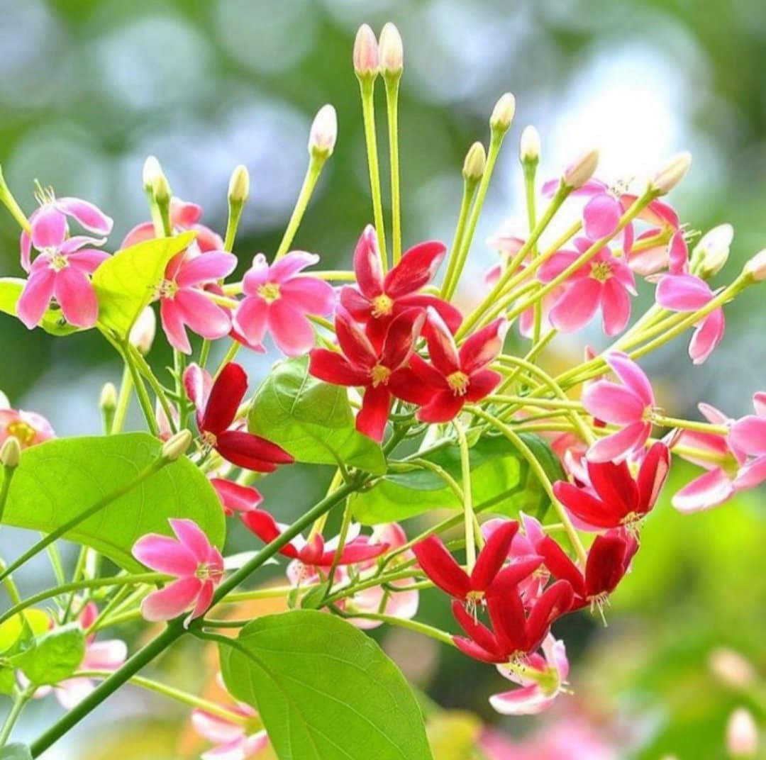 Quispualis Indica flower seeds
