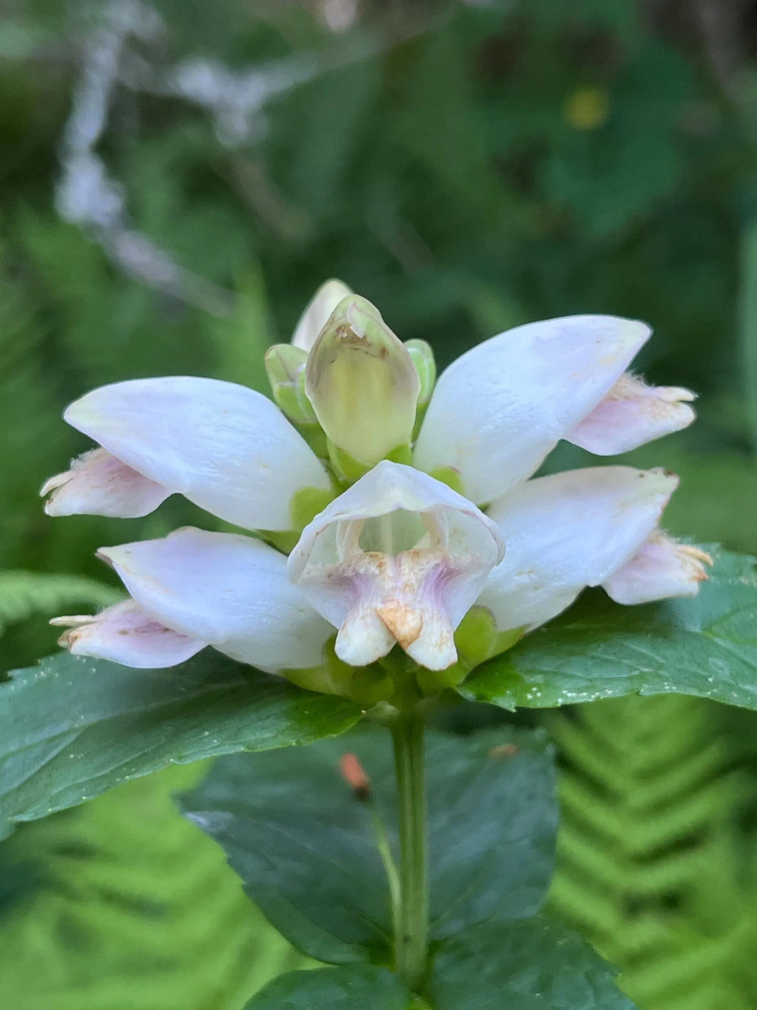 White Turtlehead flower seeds