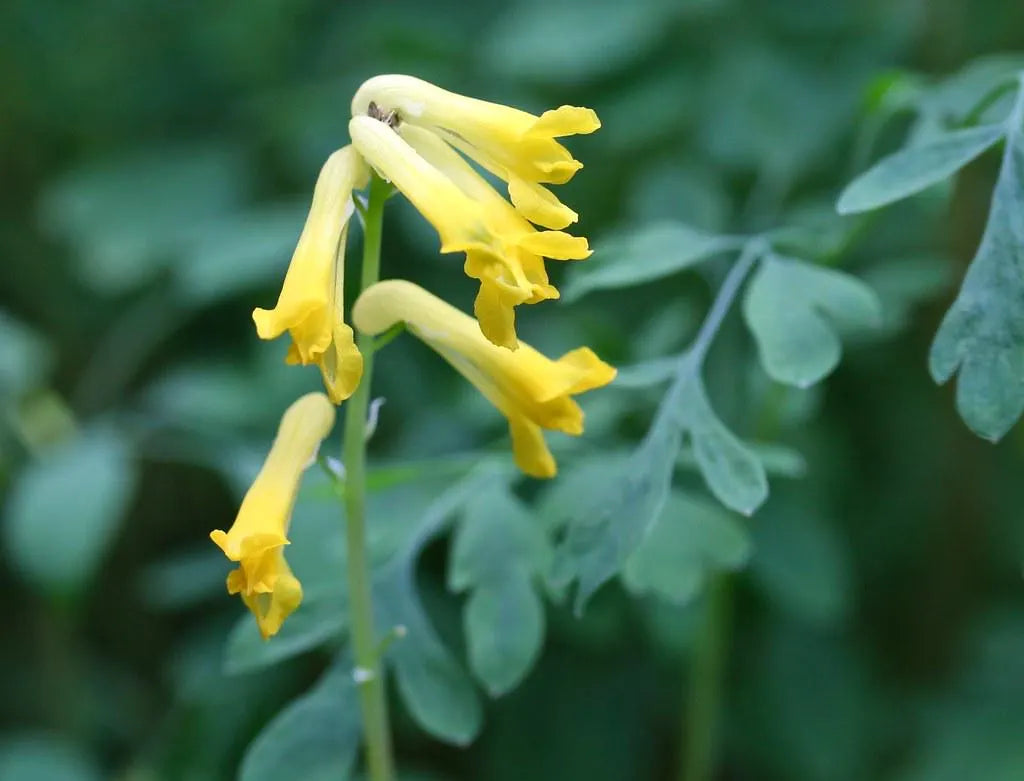 Yellow Corydalis flower seeds