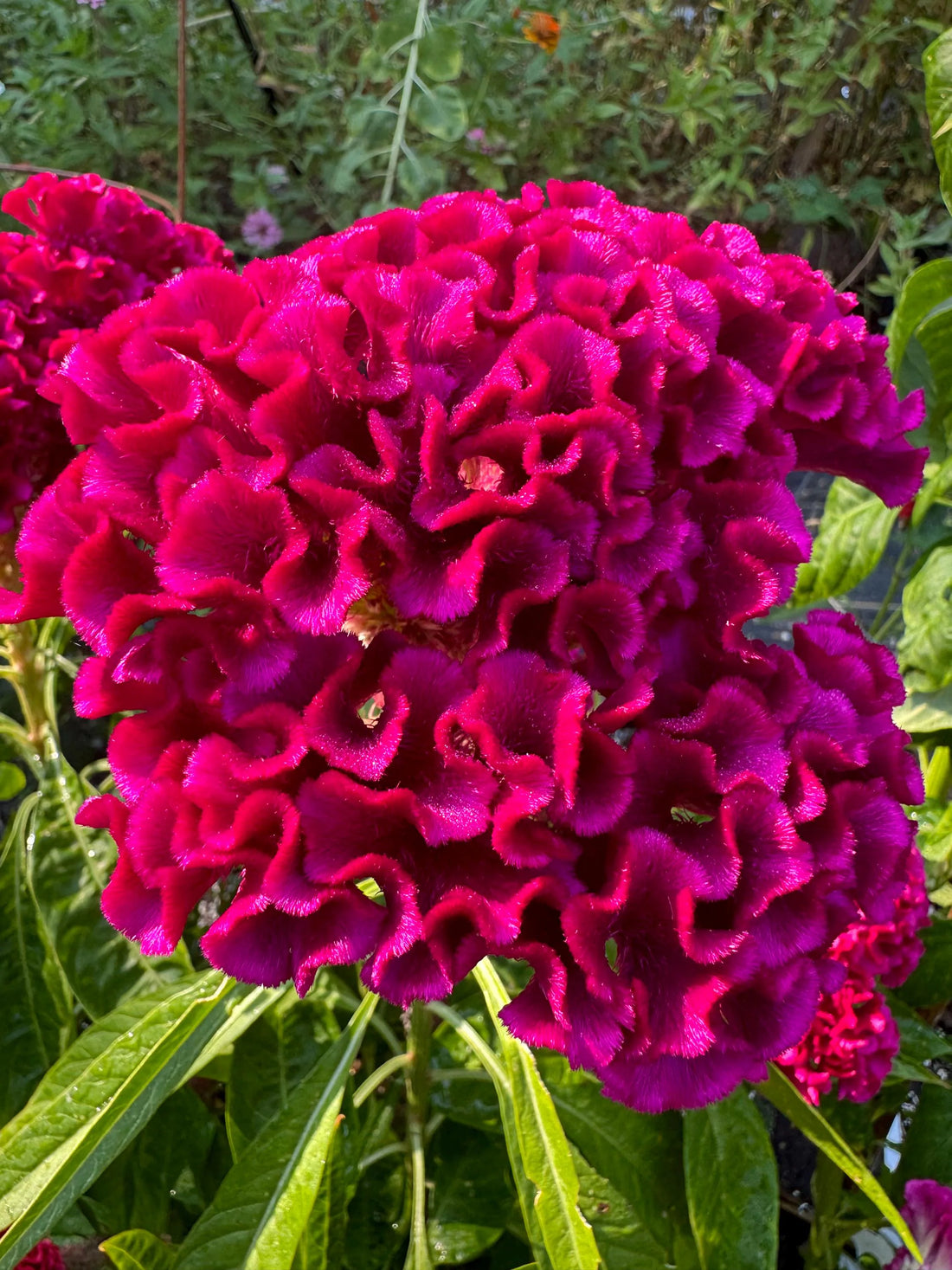 Cockscomb Celosia flower seeds