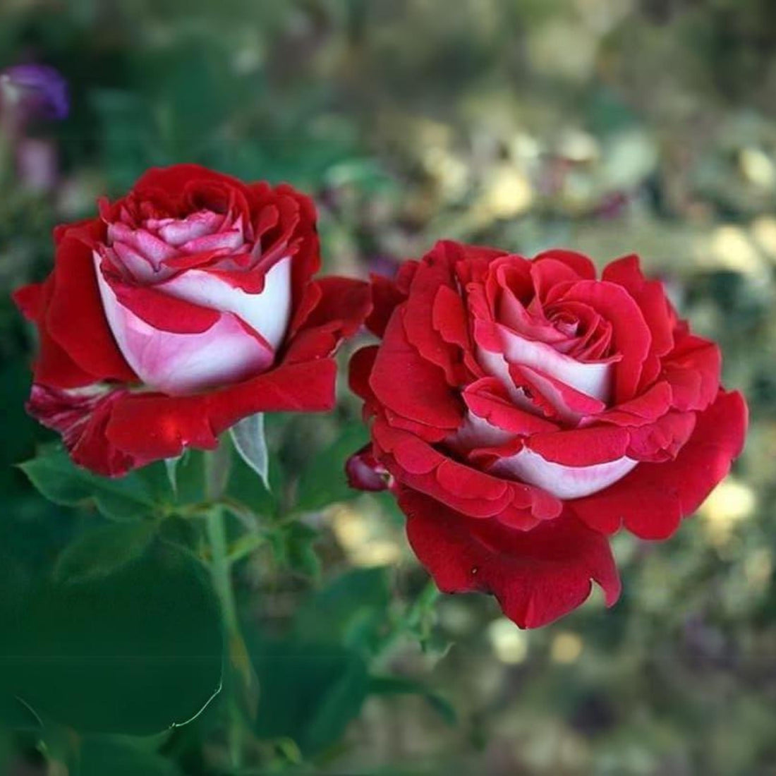 Rose flower seeds