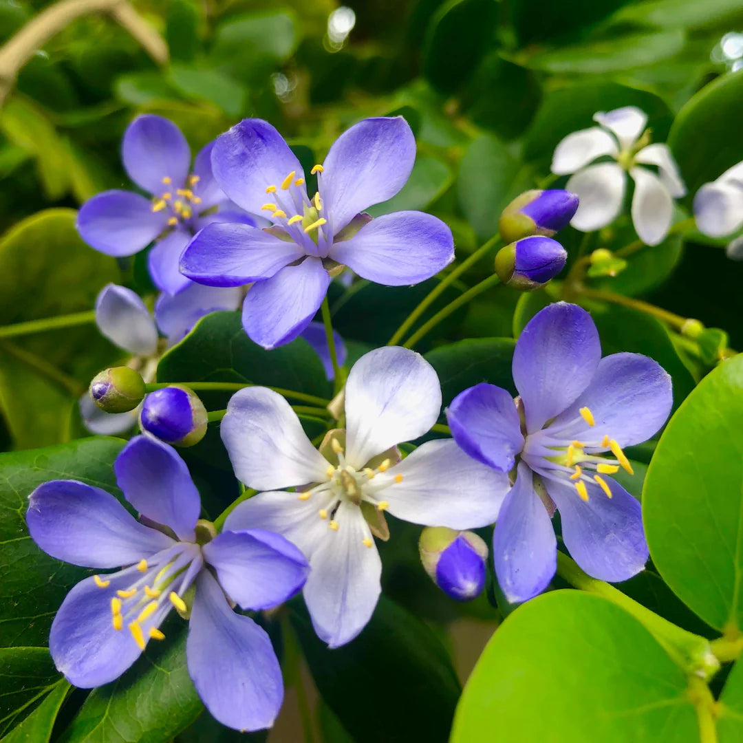 Lignum flower seeds