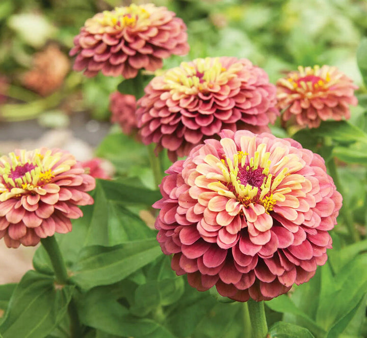 Queeny Lime flower seeds