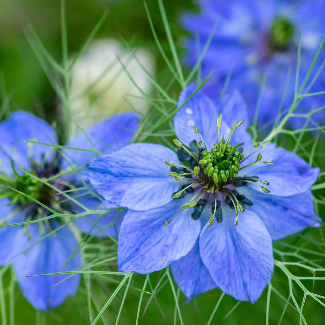 Nigella Damascena flower seeds