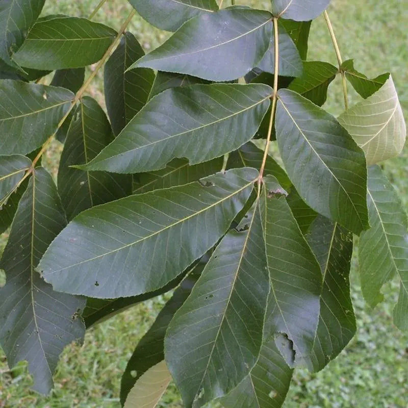 Kingnut Hickory Tree Seeds for Planting – Heirloom Non-GMO Garden Seeds