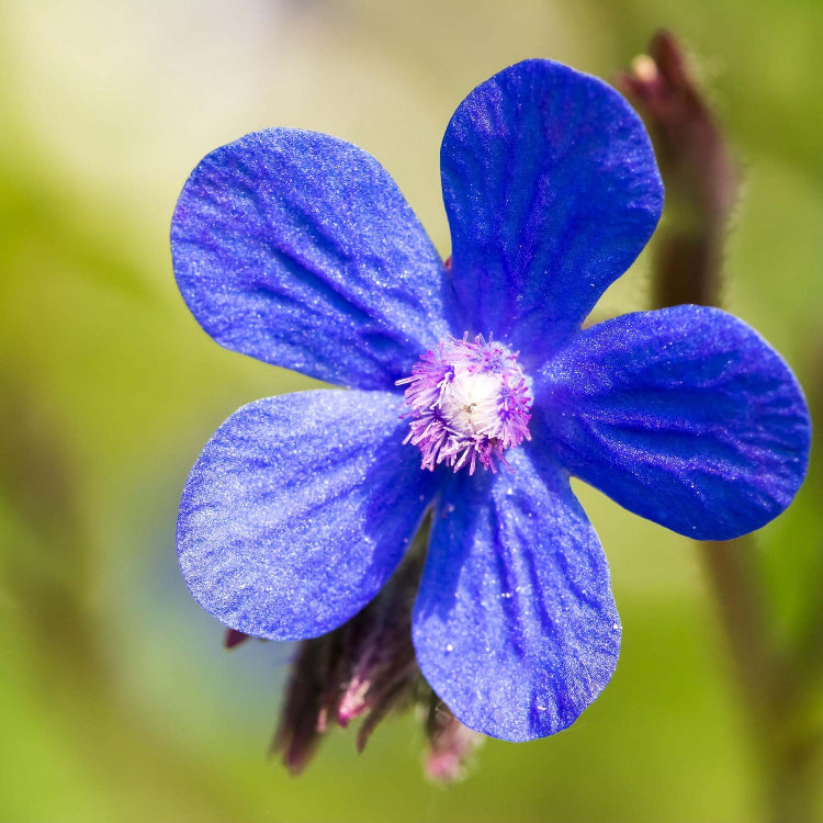 Blue Anchusa plant