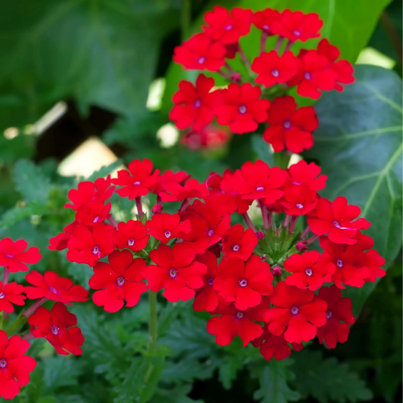 Red Scarlet Verbena Flower Seeds for Planting – Heirloom Non-GMO Garden Seeds