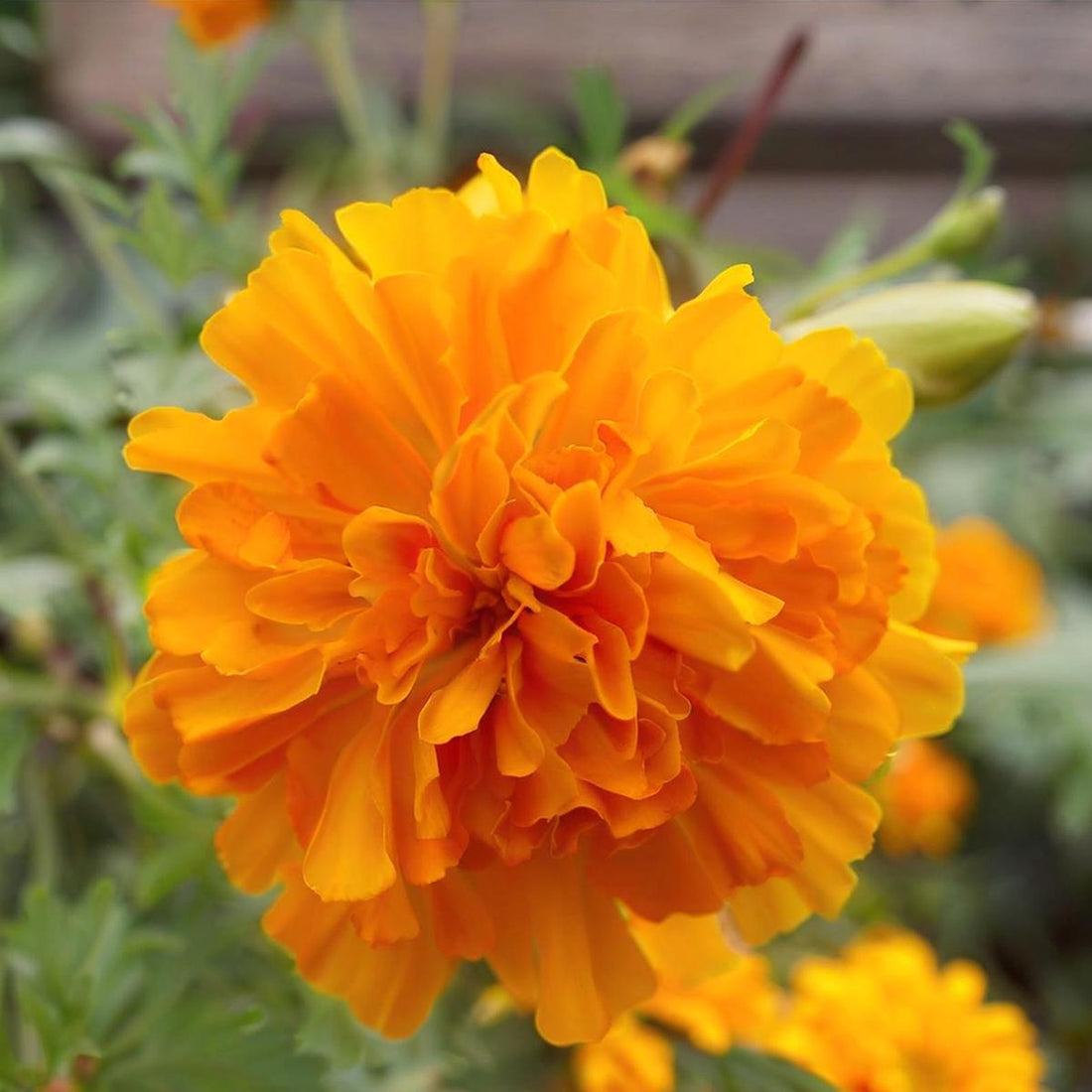 Orange Carnations flower seeds