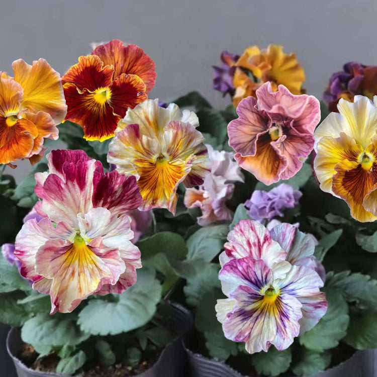 Cut Pansy plant