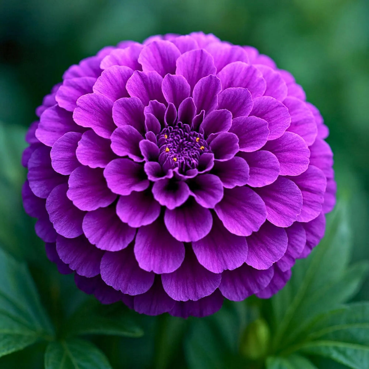 Purple Marigold Flower Seeds for Planting – Heirloom Non-GMO Garden Seeds