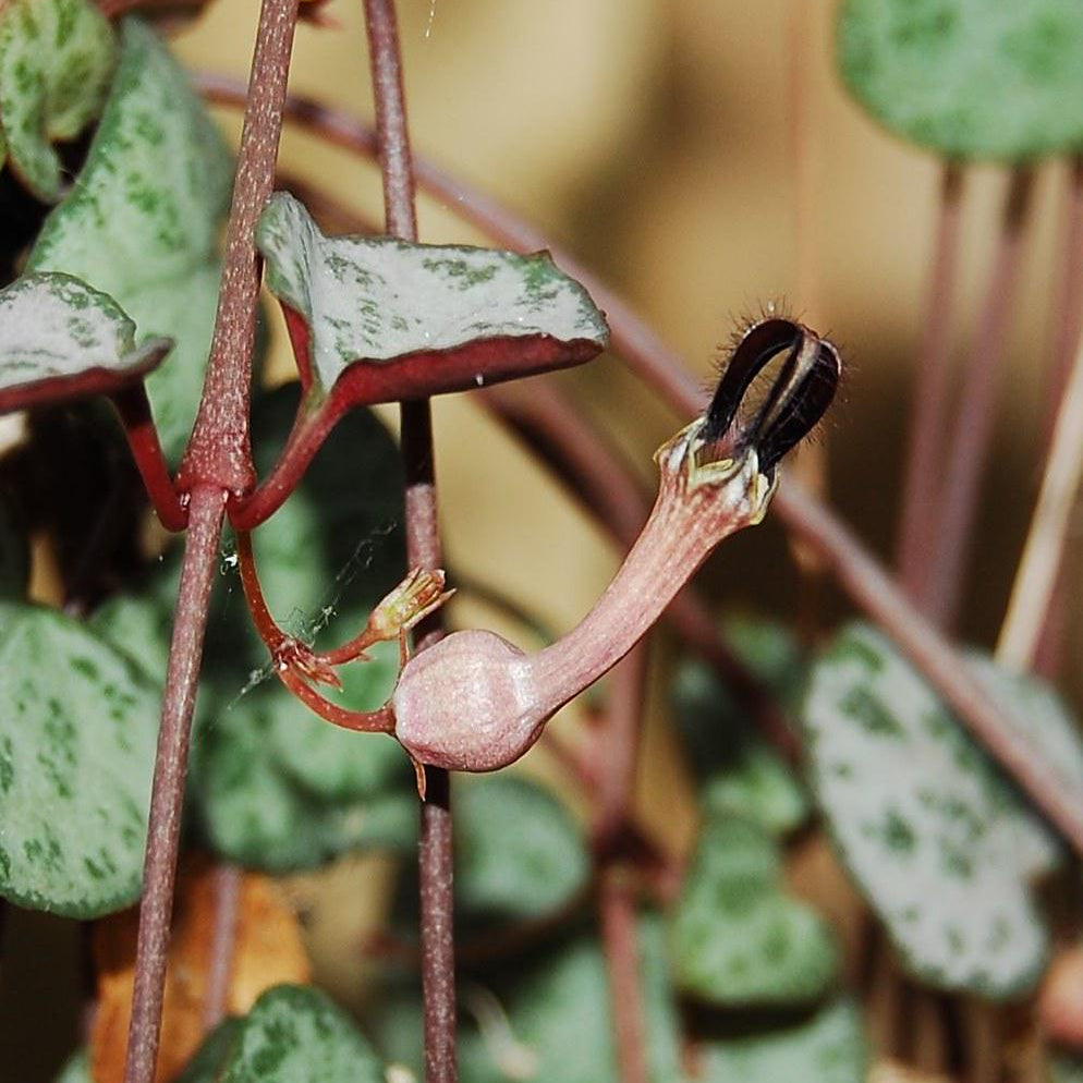Ceropegia plant