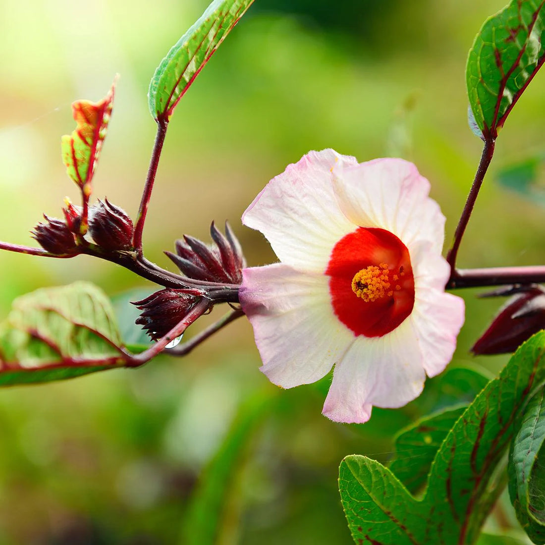 Roselle Hibiscus flower seeds