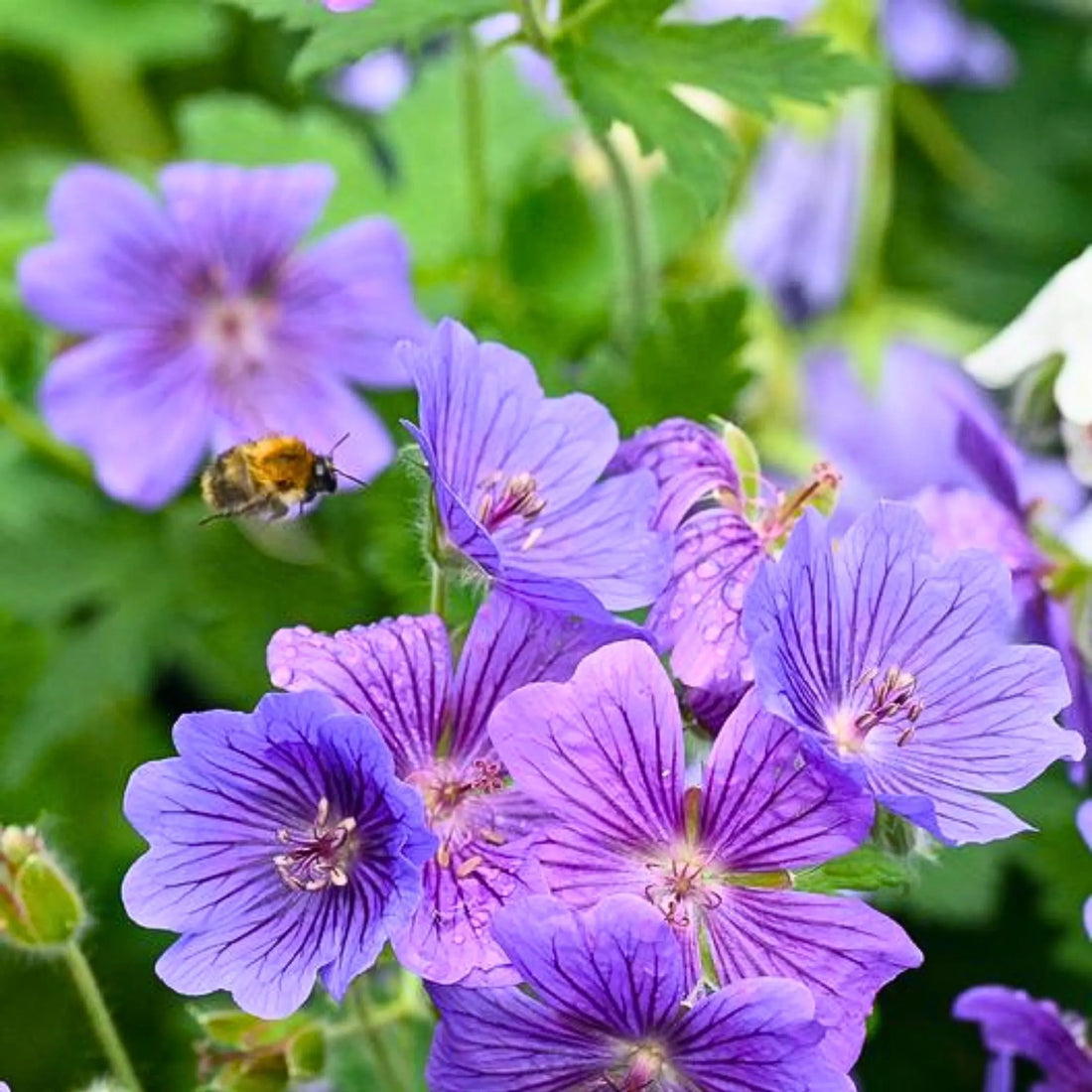 Violet Geranium flower seeds