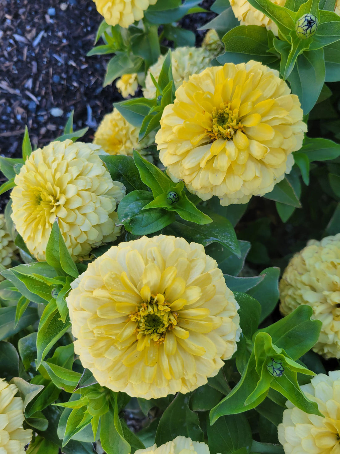 Magellan Ivory flower seeds