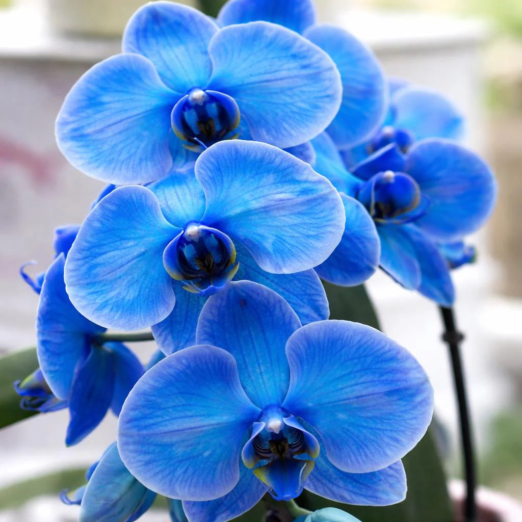 Blue Cymbidium flower seeds