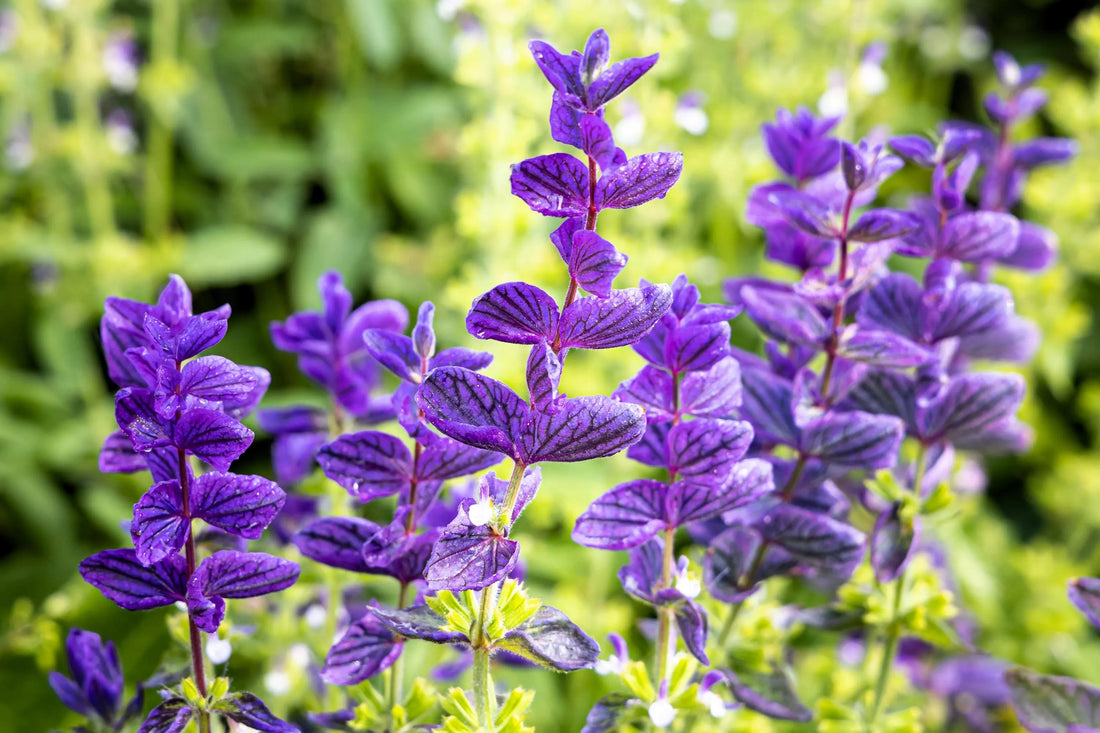 Oxford Blue Sage Flower Seeds for Planting – Heirloom Non-GMO Garden Seeds