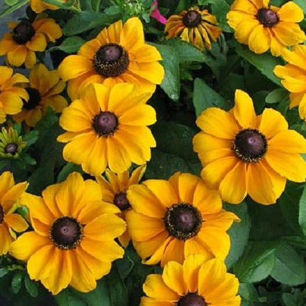Premium Hirta Rudbeckia plant