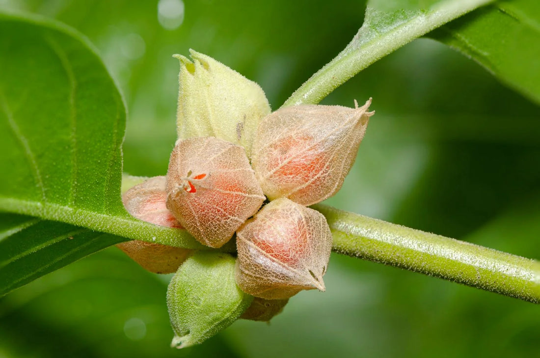 Ashwagandha flower seeds
