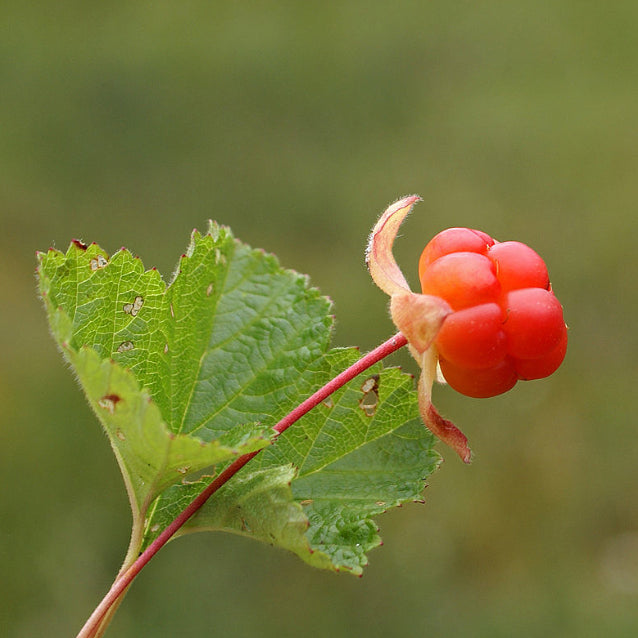 Cloudberry Fruit Seeds for Planting – Heirloom Non-GMO Garden Seeds