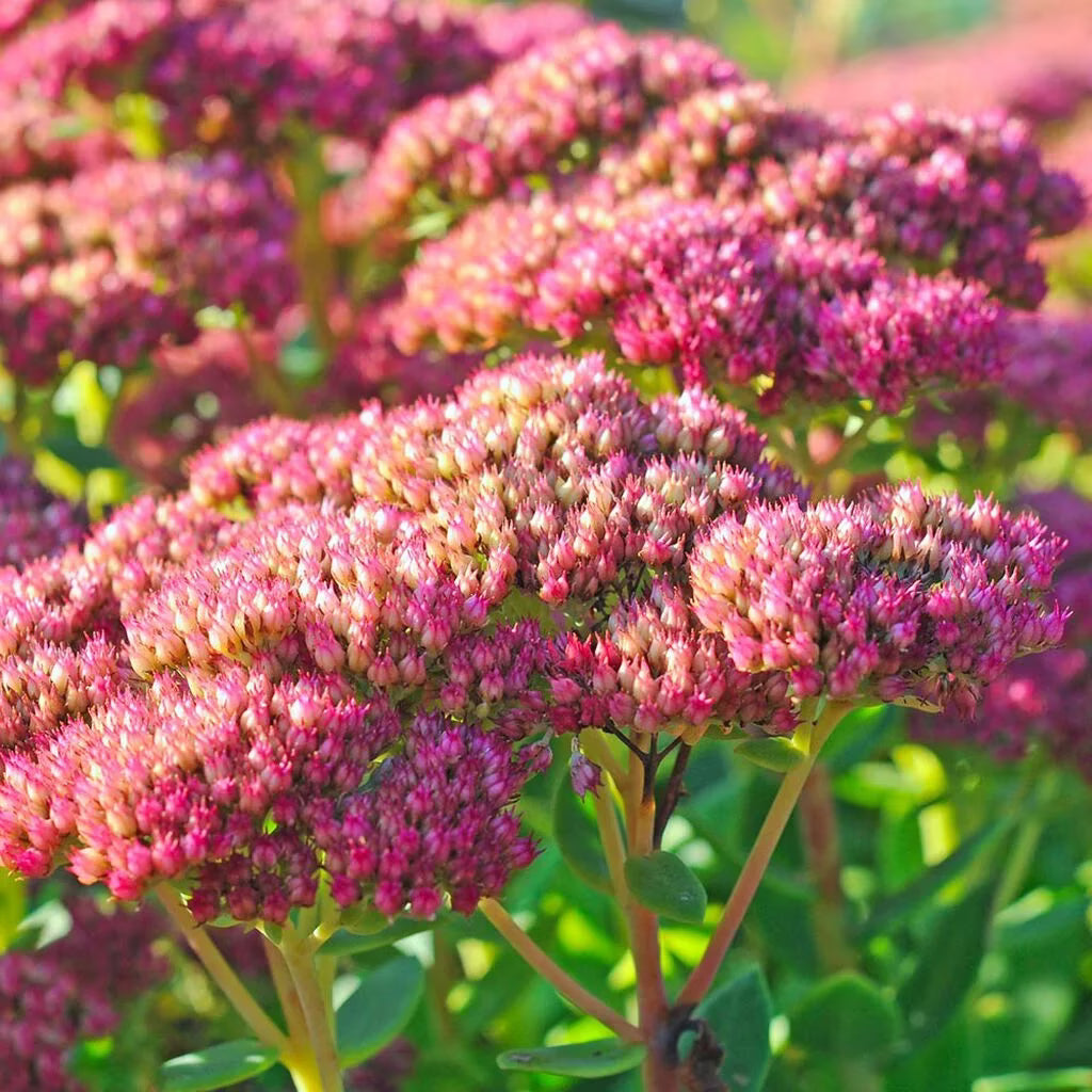 Pink Telephium flower seeds