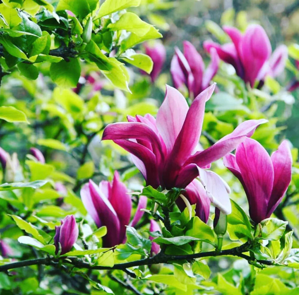 Magnolia Liliiflora flower seeds