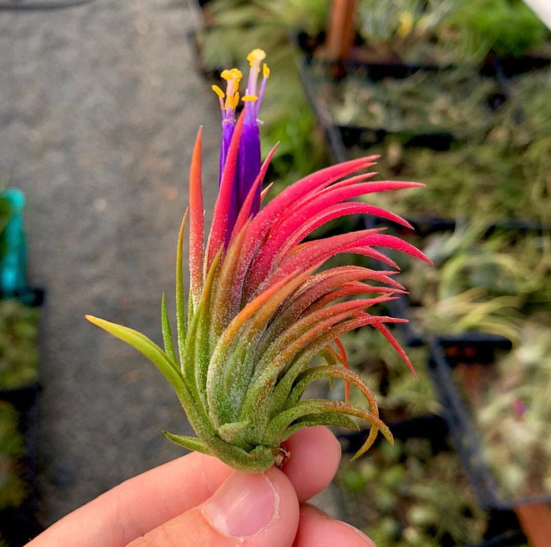 Tillandsia Ionantha flower seeds