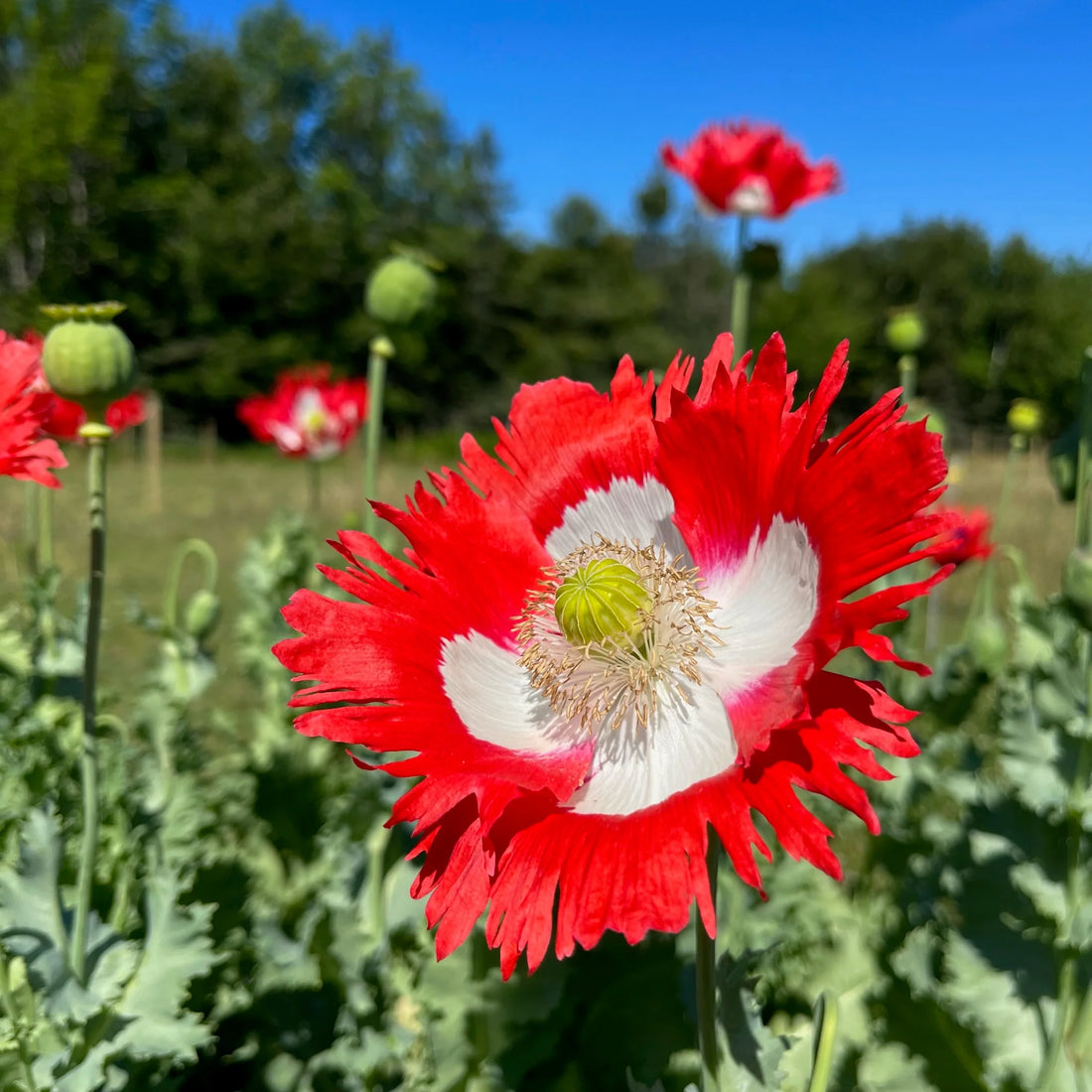 Red And flower seeds