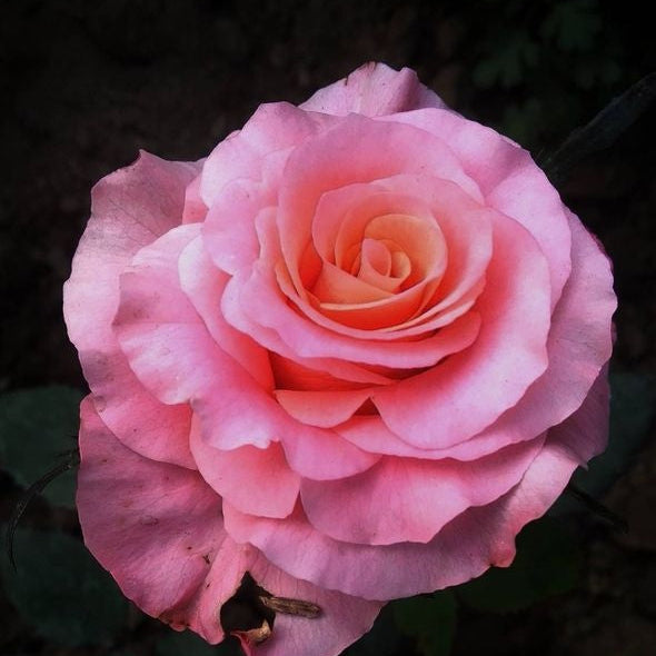 Salmon Pink Rosa plant