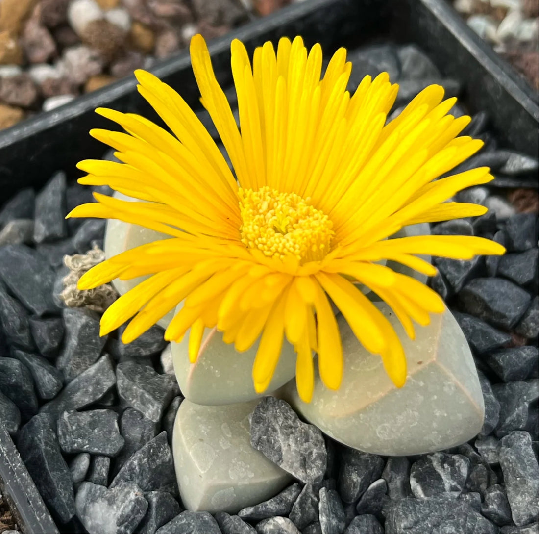 Sea Green flower seeds