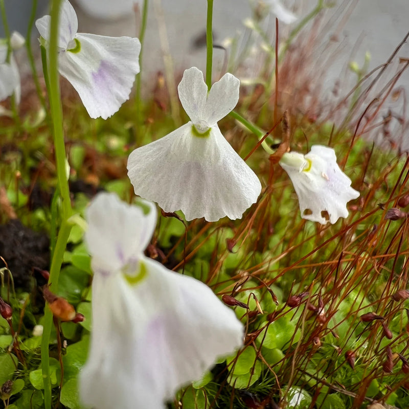 White Utricularia Bisquamata Flower Seeds for Planting – Heirloom Non-GMO Garden Seeds