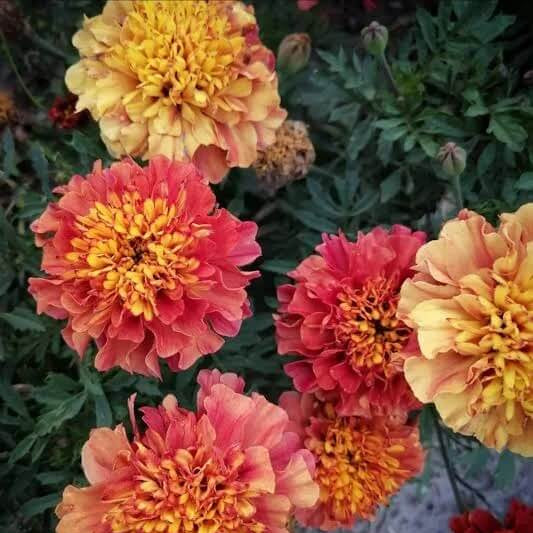 Strawberry Blonde Marigold plant
