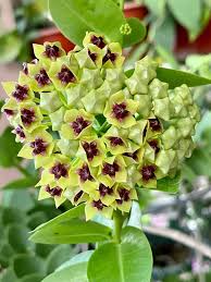 Green Hoya flower seeds