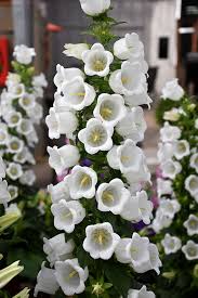 White Canterbury flower seeds
