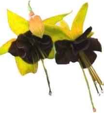 Yellow Black flower seeds